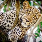 Young Leopard