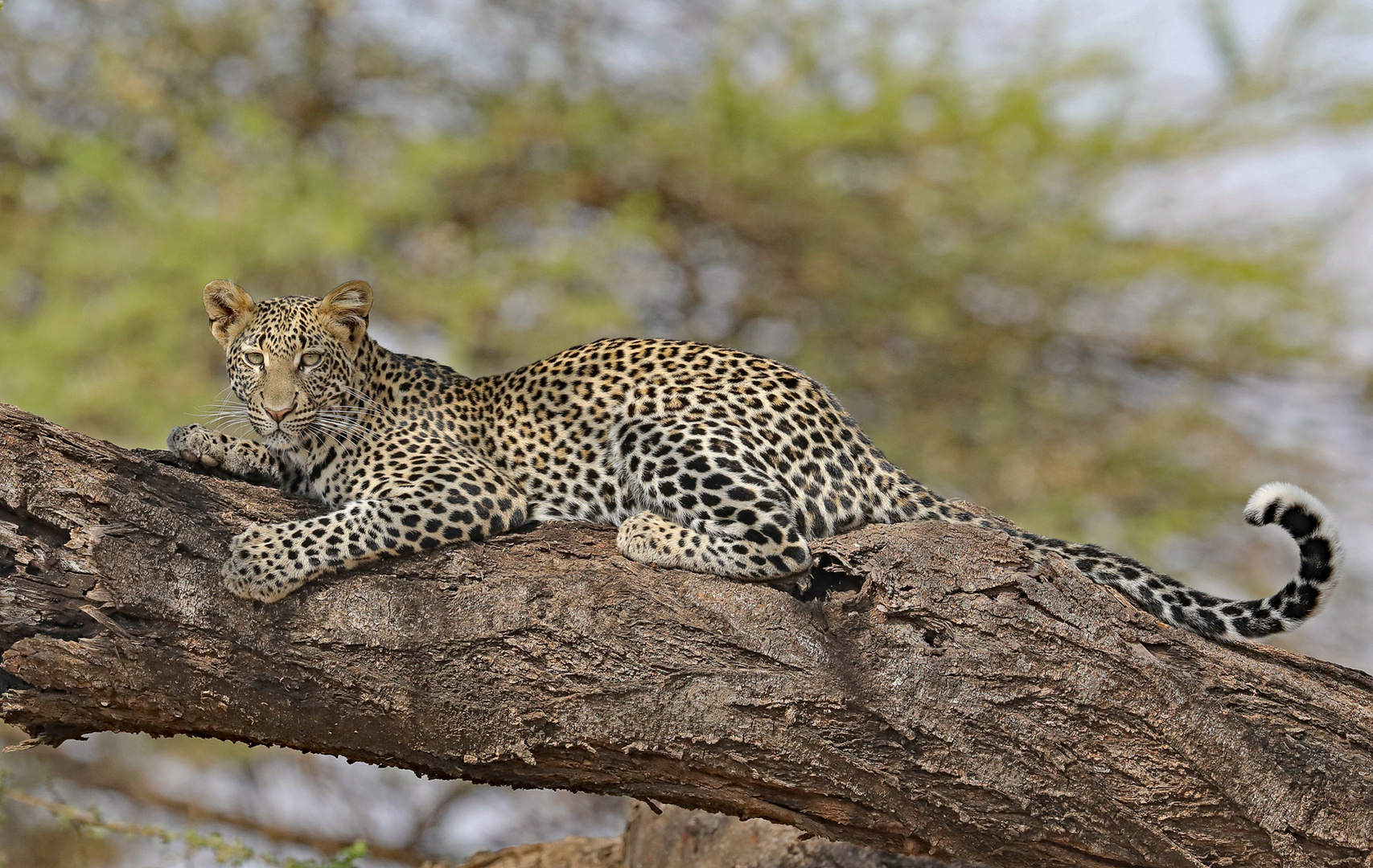 Young Leopard on tree