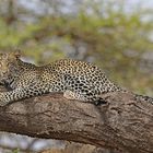 Young Leopard on tree