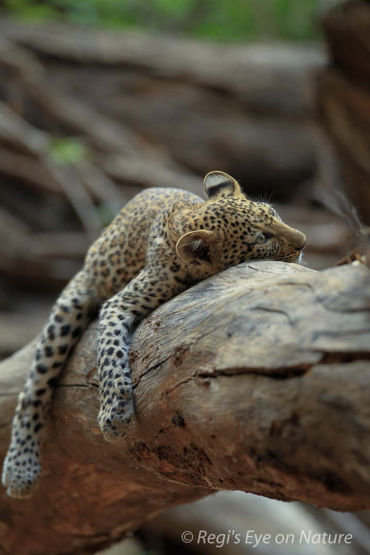 Young leopard resting on a branch