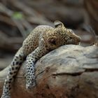 Young leopard resting on a branch