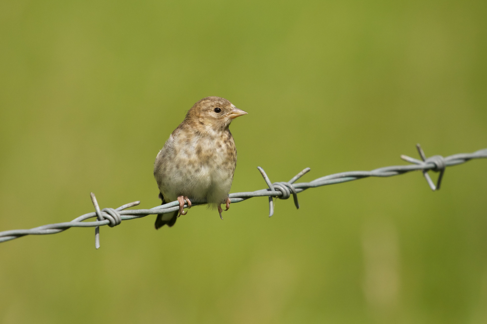 Young Linnet.