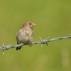 Young Linnet.