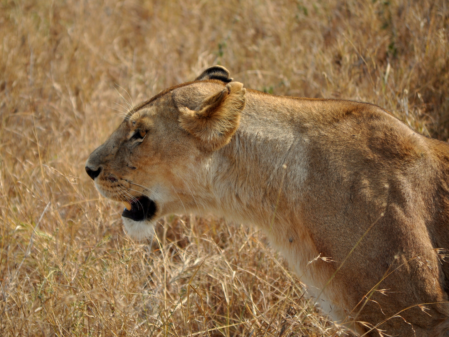 young lion