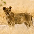 Young Lion in Savuti