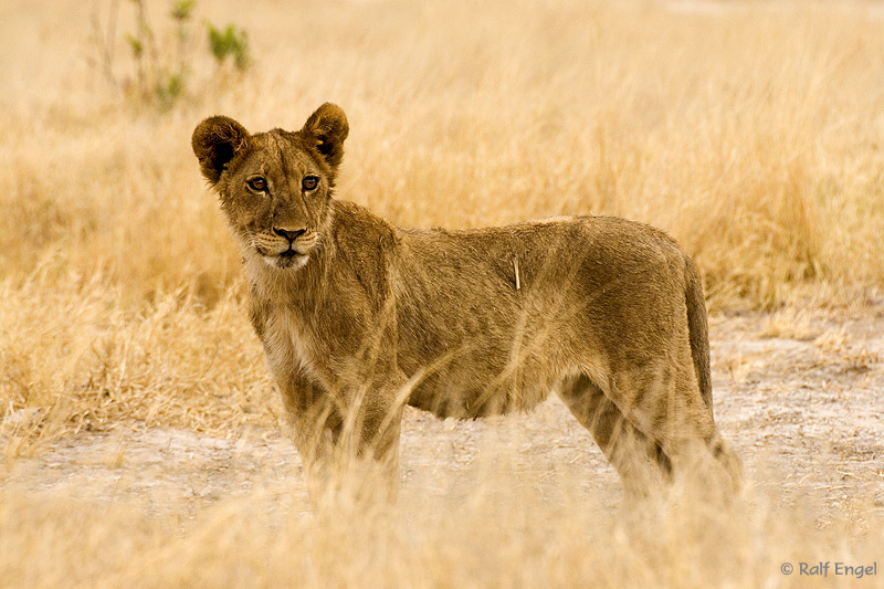 Young Lion in Savuti