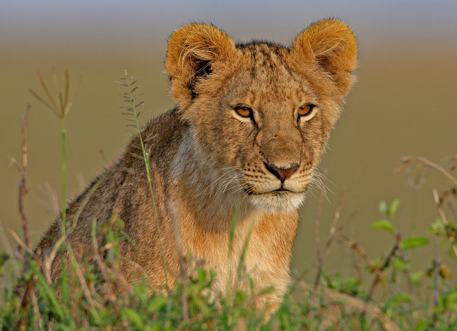 Young Lion in the gras