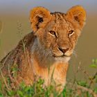 Young Lion in the gras