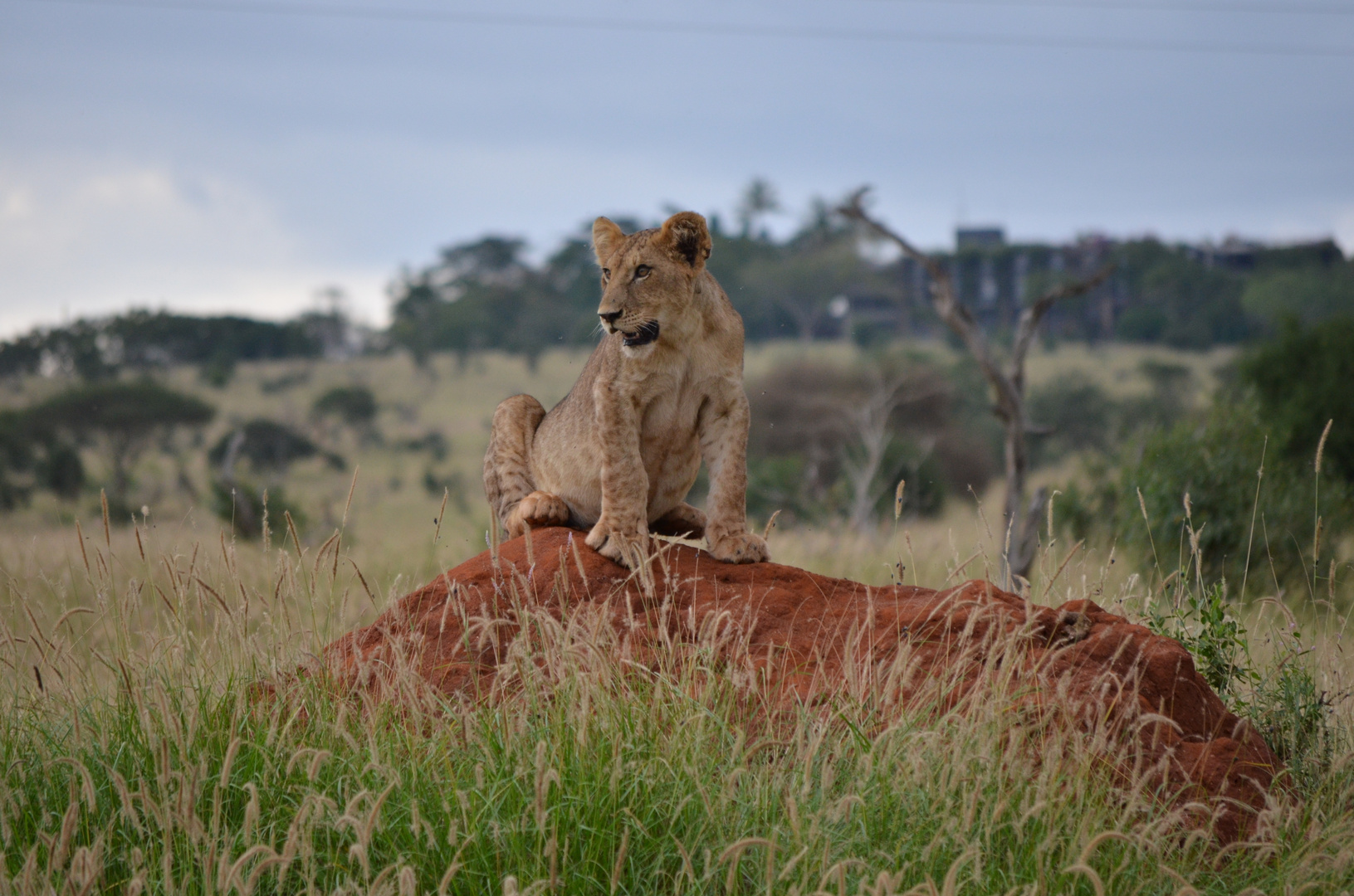 Young lion / Junger Löwe