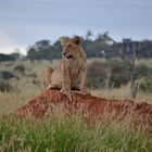 Young lion / Junger Löwe