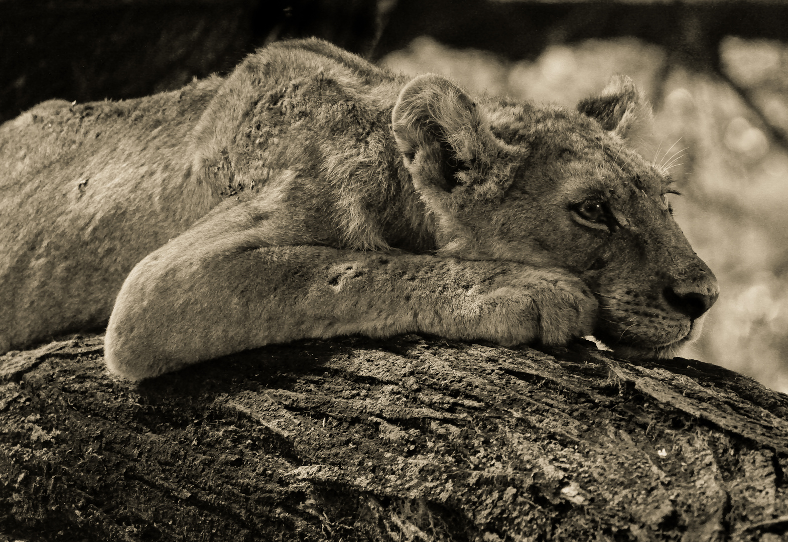 Young lion Manyara, Tanzania