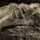 Young lion Manyara, Tanzania