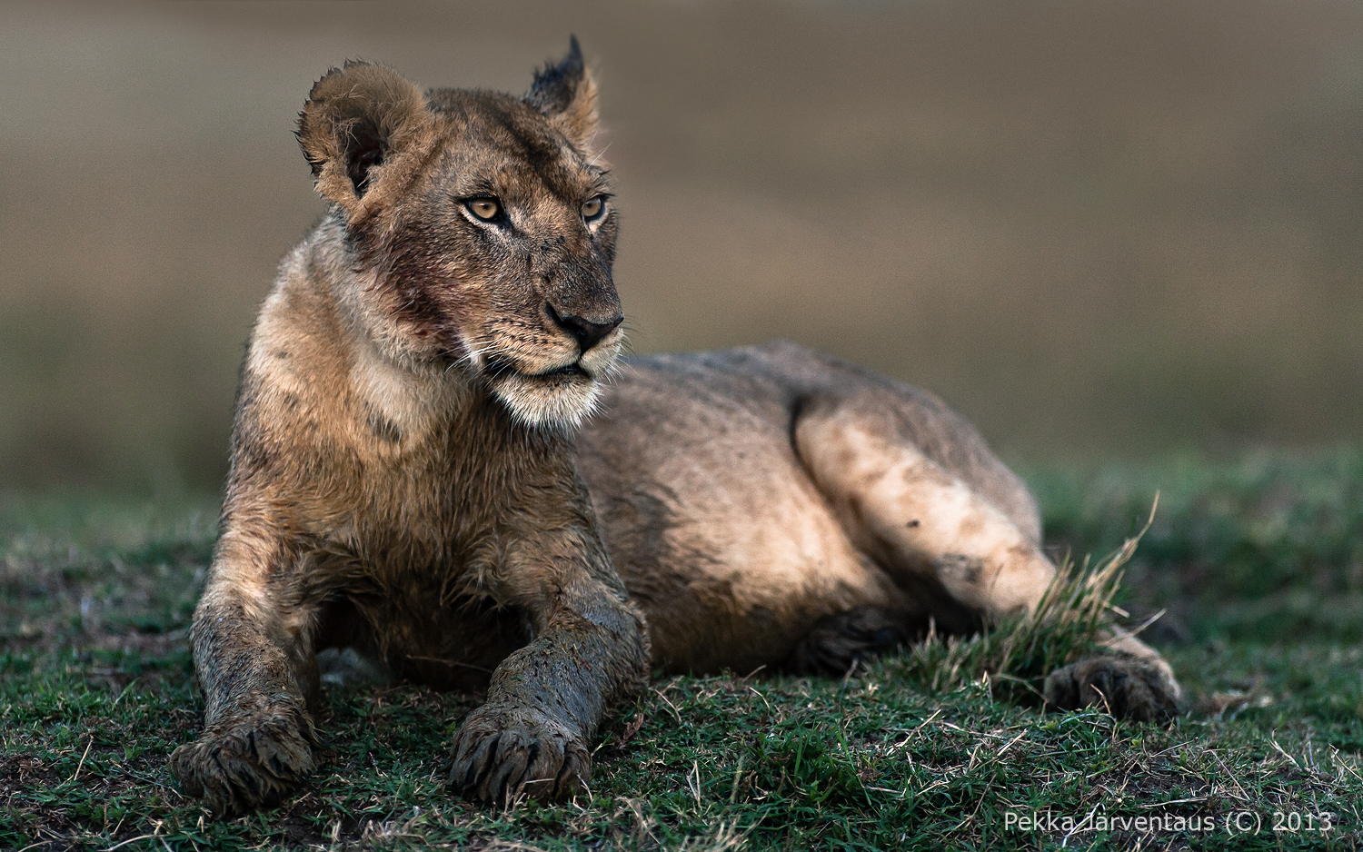 Young Lion, masai mara