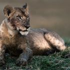 Young Lion, masai mara