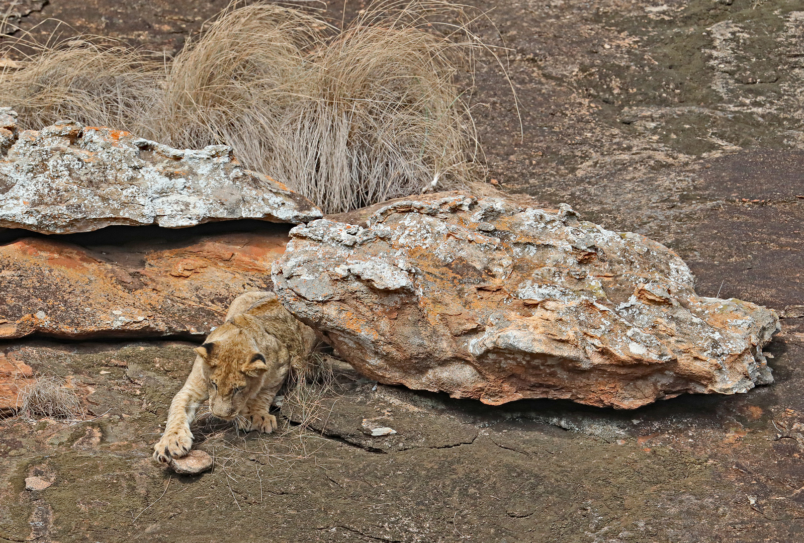 Young Lion plays with stone