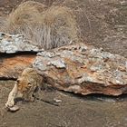 Young Lion plays with stone