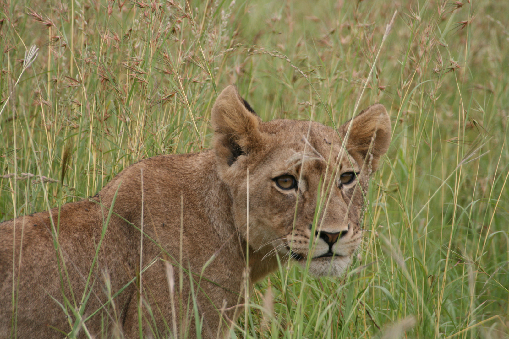 Young lion walking in the grass