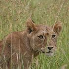 Young lion walking in the grass