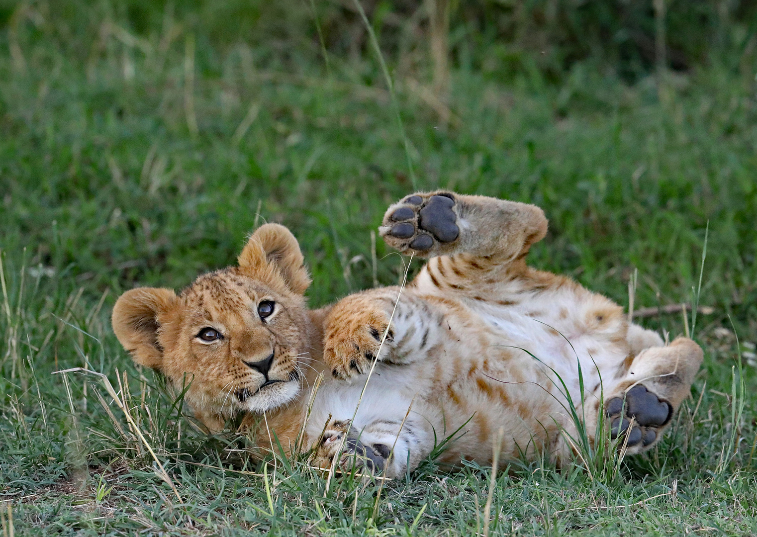 Young lion wants to play