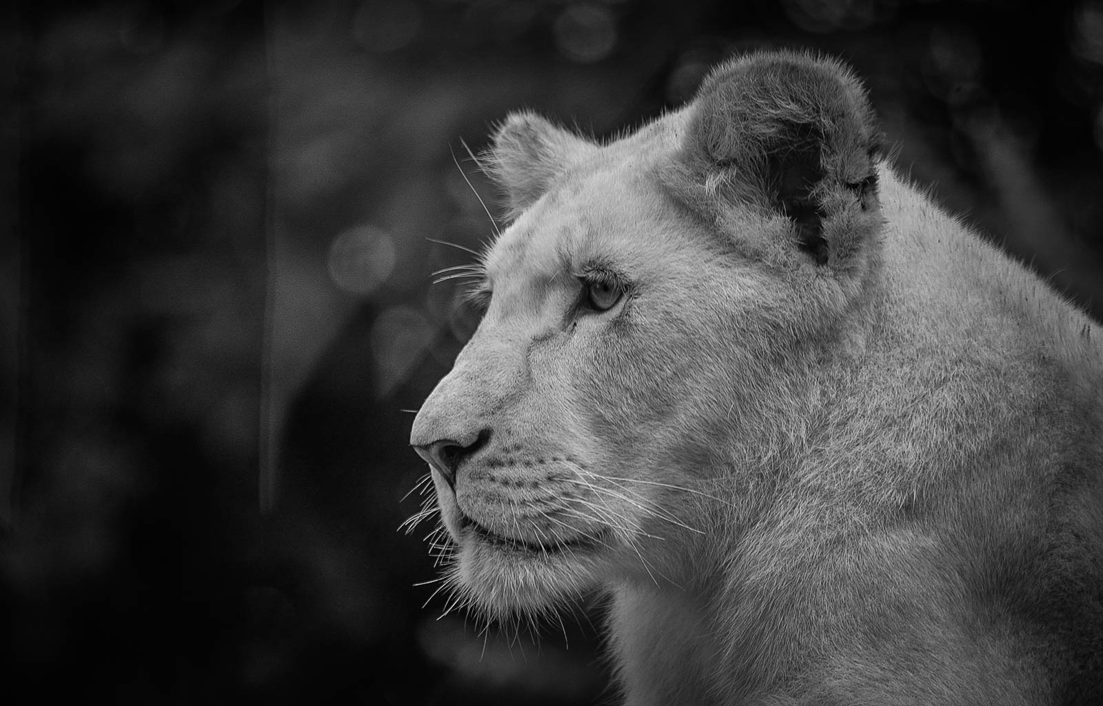 Young lioness - BW