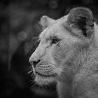 Young lioness - BW
