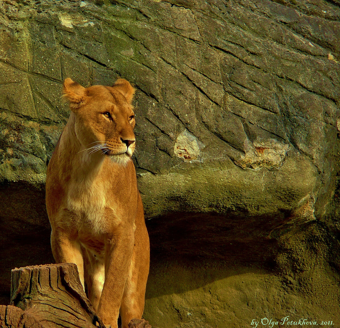 Young Lioness.