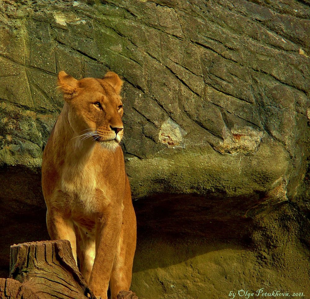 Young Lioness.