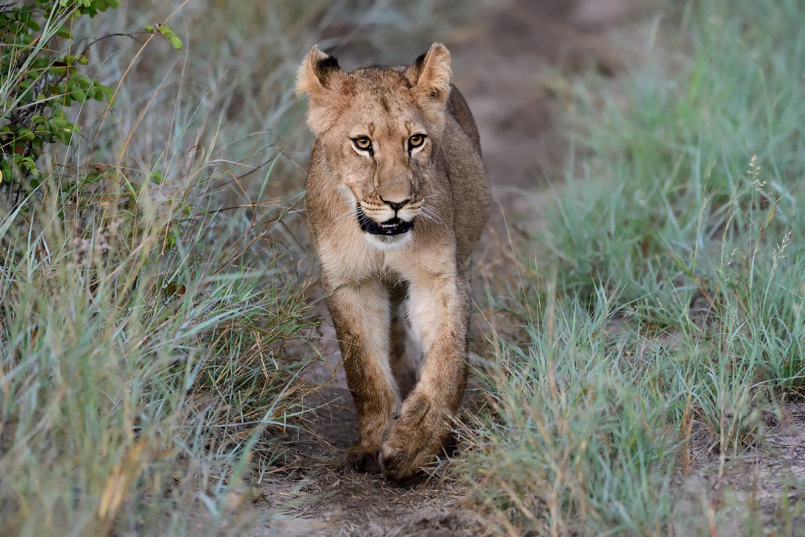 Young lioness with a purpose