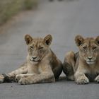 Young lions