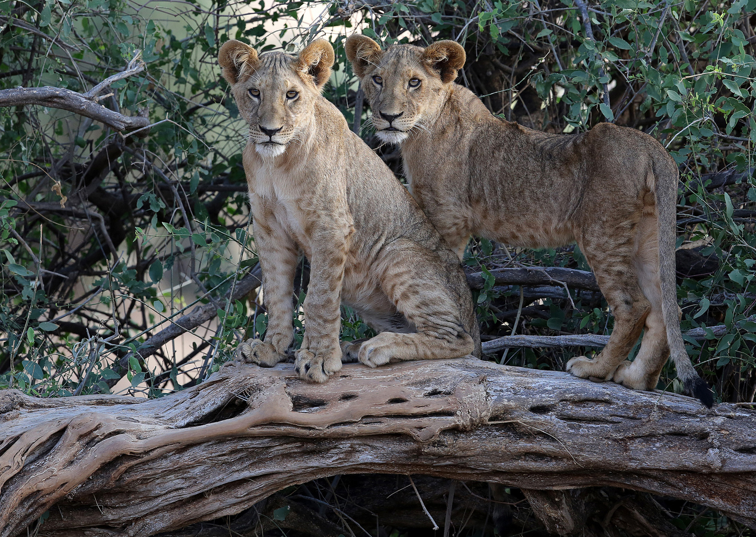 Young Lions without Mom