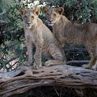 Young Lions without Mom