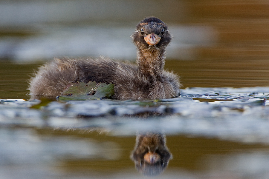 Young little grebe