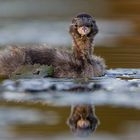 Young little grebe