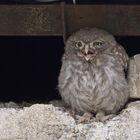 Young little owl