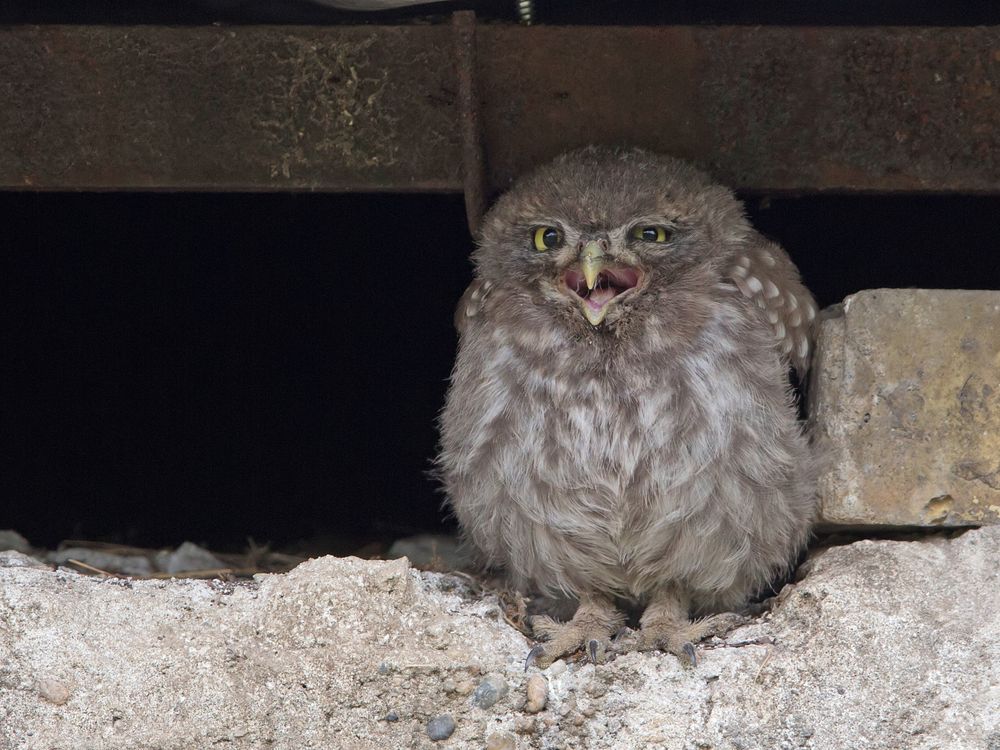 Young little owl