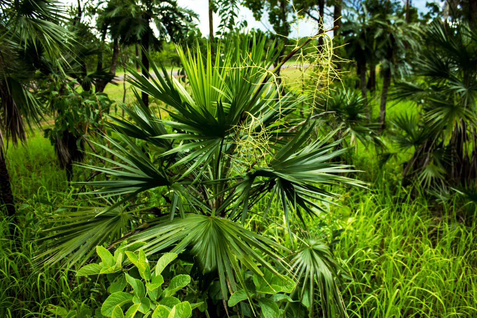 Young Livistona humilis (Sand Palm)