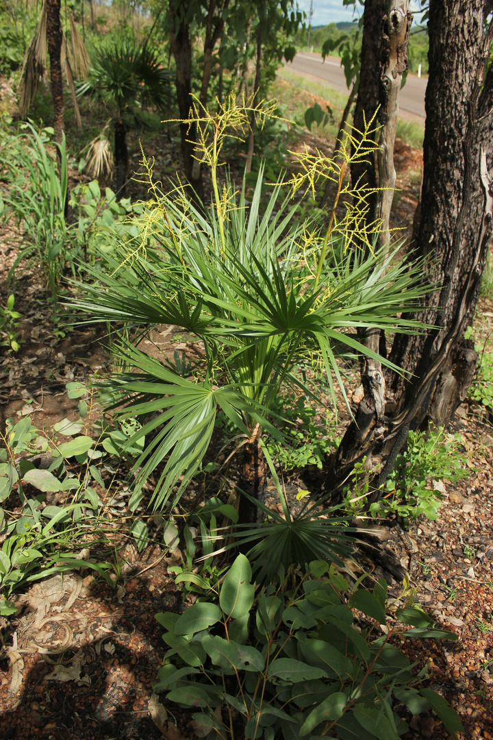 Young Livistona humilis (Sand Palm)