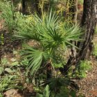 Young Livistona humilis (Sand Palm)