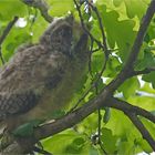 Young Long - eared owl