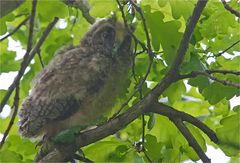 Young Long - eared owl