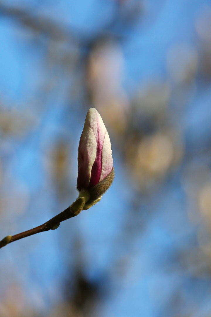 Young Magnolia Bud