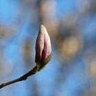 Young Magnolia Bud