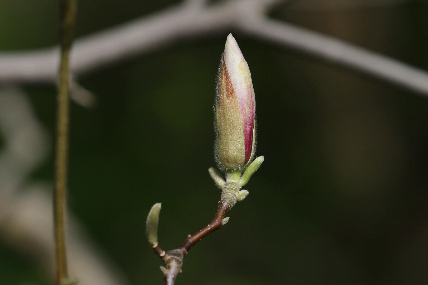 Young Magnolia Flower