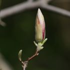 Young Magnolia Flower