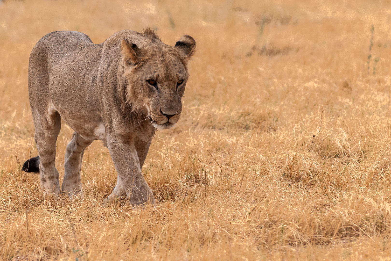 young male