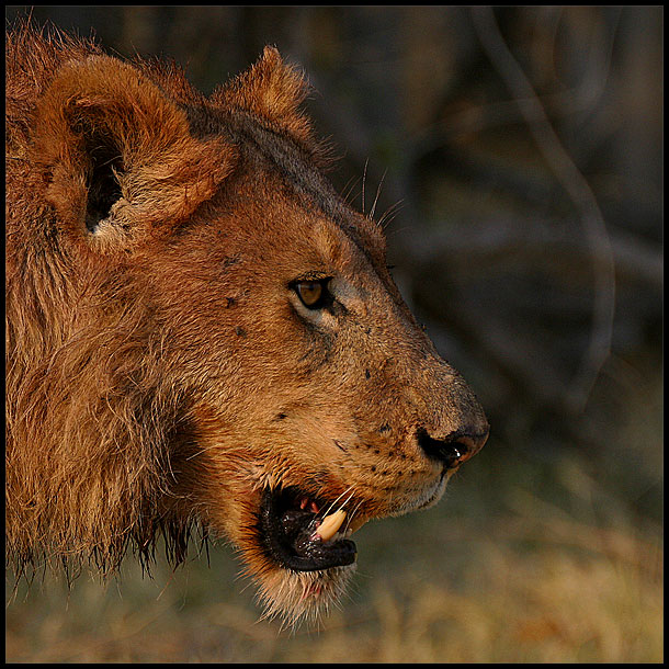 young male lion