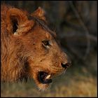 young male lion