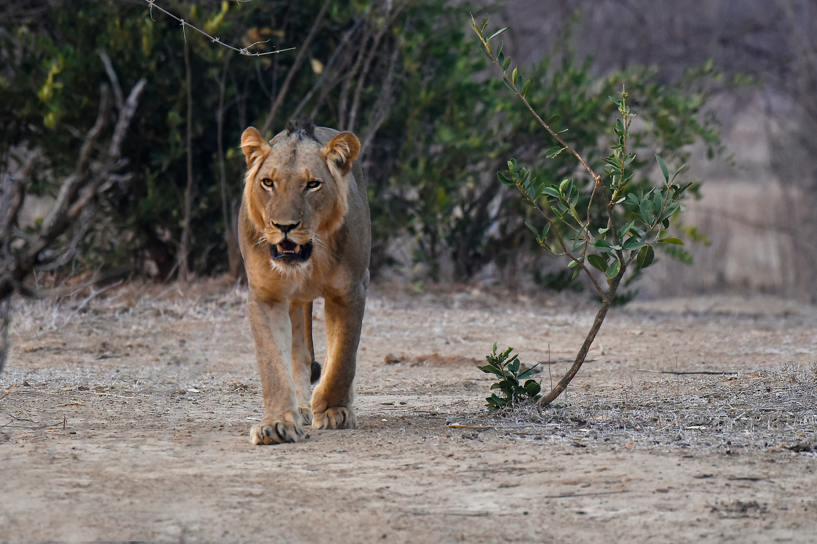 Young male lion in search of a girlfriend