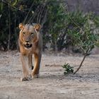 Young male lion in search of a girlfriend