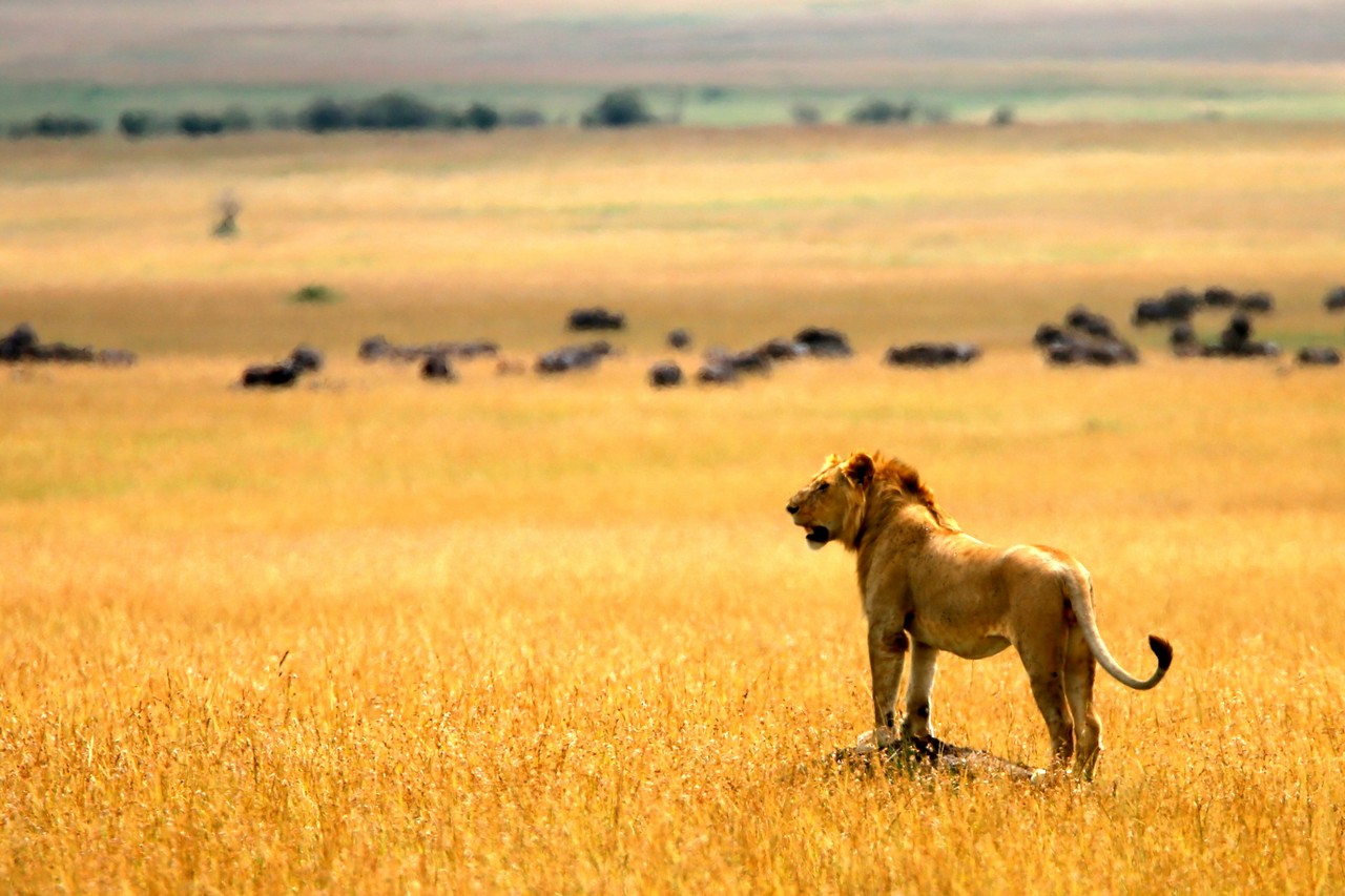 Young male lion - Masai Mara - Kenya